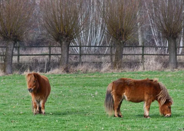 Lejlighed Relax Ilsenburg
