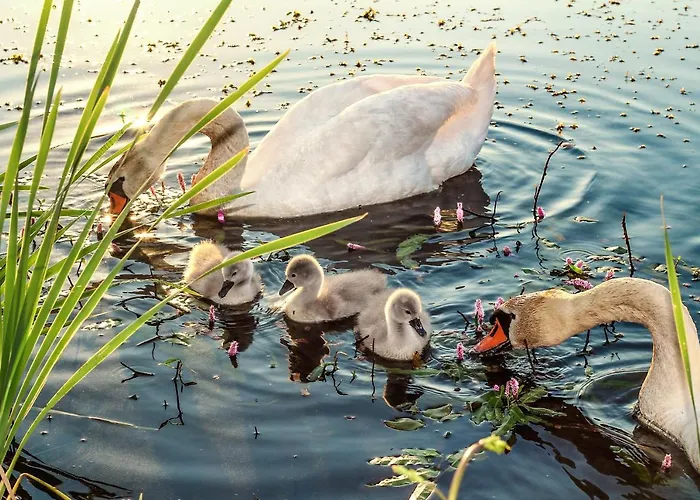 Relax Lejlighed Ilsenburg